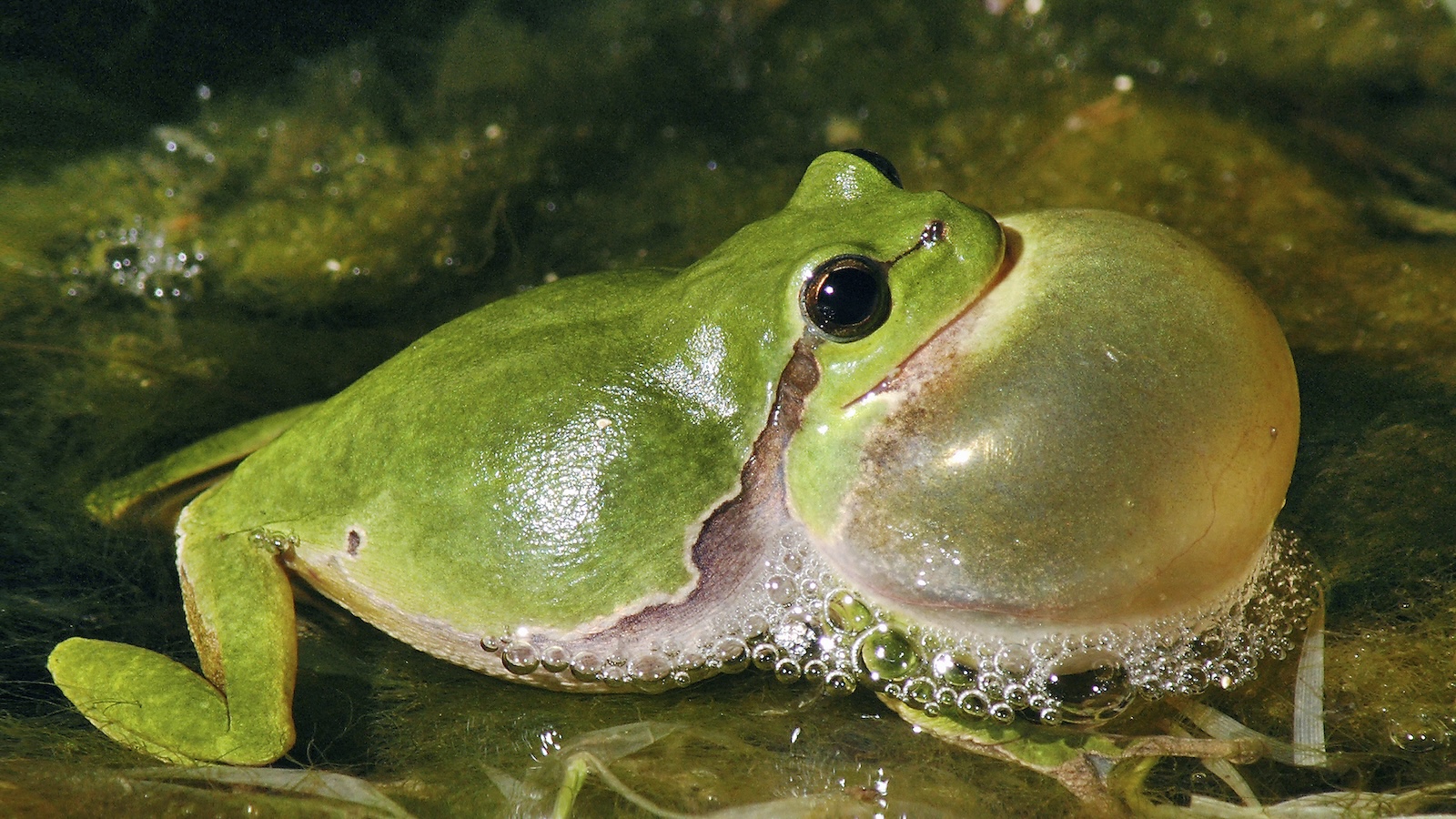 Vortrag und Führung durch die Amphibienzuchtstation am Bildungshaus Modexen