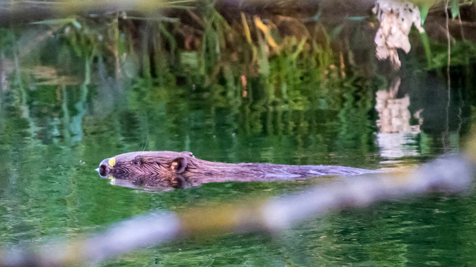 „Ein Biber kommt selten allein“ - Die Rückkehr eines Wasserbauers und dessen Einfluss auf die Auenlandschaften im Kulturland Kreis Höxter